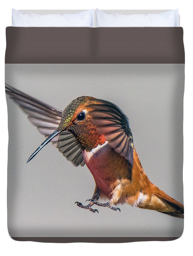 Rufous Duvet Cover featuring the photograph Rufous Male Hummingbird by Stephen Johnson
