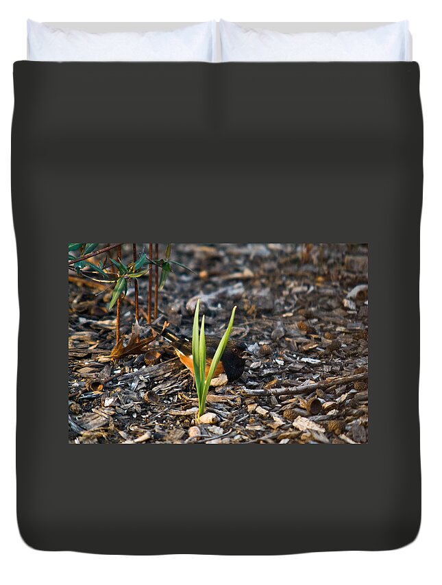 Cumberand Duvet Cover featuring the photograph Rufous Sided Towhee Eating Sead by Douglas Barnett
