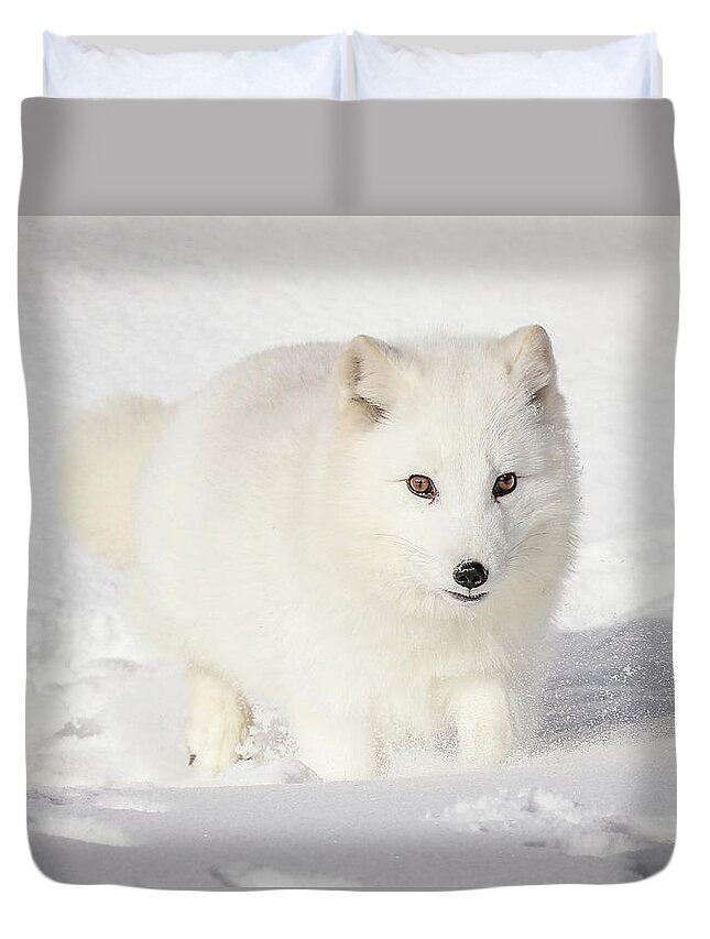 Running Snow Baby Arctic White Fox Duvet Cover For Sale By Athena