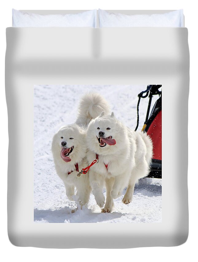 Action Duvet Cover featuring the photograph Samoyed sled dog team at work by Elenarts - Elena Duvernay photo