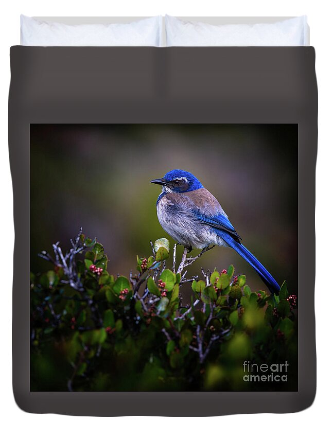 Blue Bird Duvet Cover featuring the photograph San Diego Bluebird by Doug Sturgess