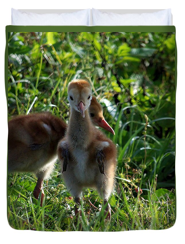Animals Duvet Cover featuring the photograph Sandhill Crane Chick 086 by Christopher Mercer