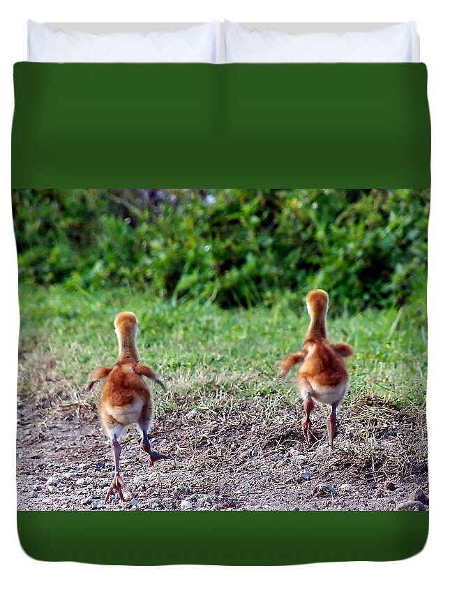 Animals Duvet Cover featuring the photograph Sandhill Crane Chicks 000 by Christopher Mercer