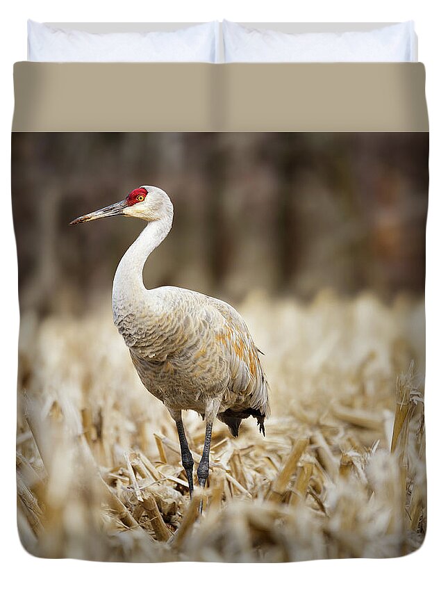 Canada Duvet Cover featuring the photograph Sandhill Crane by Tracy Munson