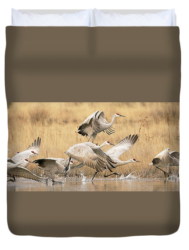 Bird Duvet Cover featuring the photograph Sandhill Cranes Taking Flight by Dennis Hammer