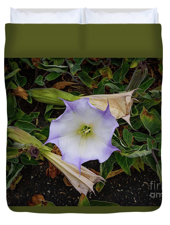 Coast Duvet Cover featuring the photograph Santa Monica Mountains Sacred Datura by Jeff Hubbard