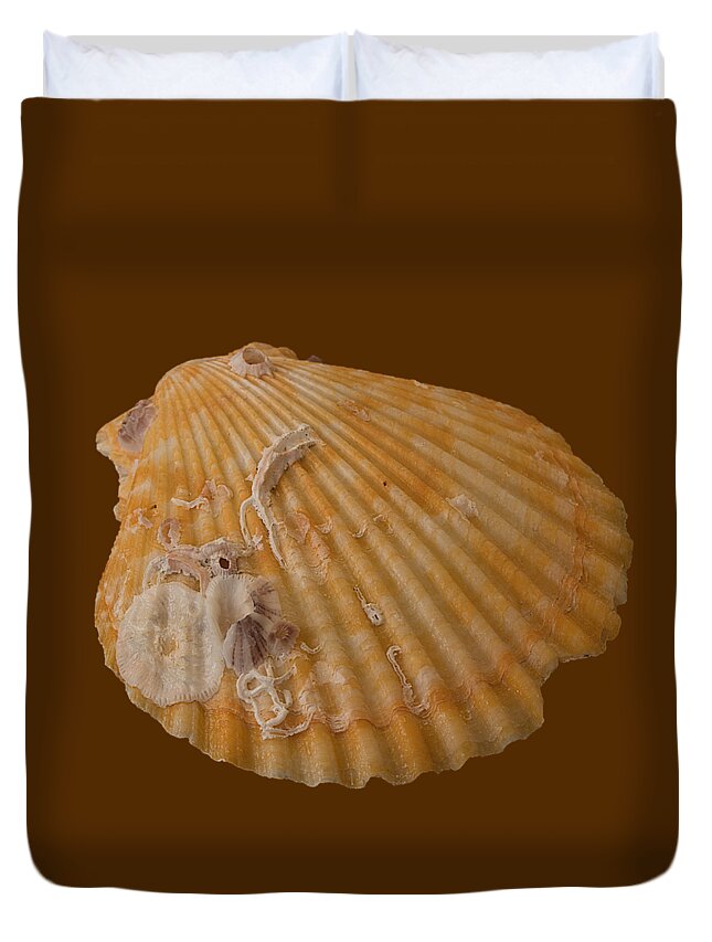 Shell Duvet Cover featuring the photograph Scallop Shell With Guests Transparency by Richard Goldman