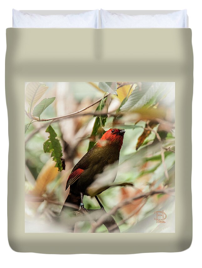  Scarlet-faced Liocichla.noted Species Variations Duvet Cover featuring the photograph Scarlet-faced Liocichla by Daniel Hebard