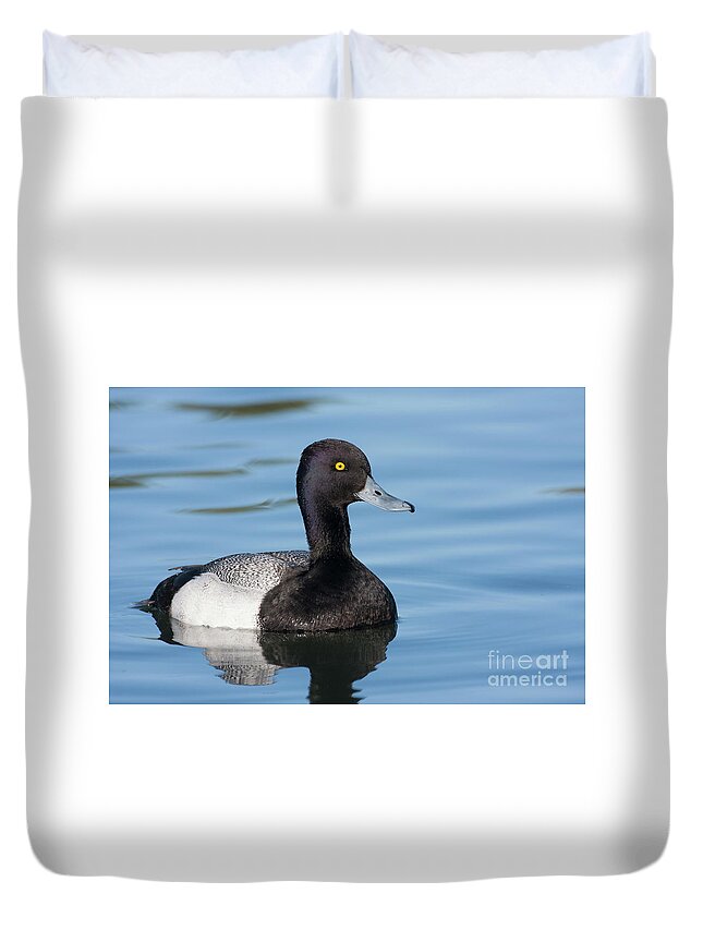 Male Scaup Duvet Cover featuring the photograph Scaup Swimming by Ruth Jolly