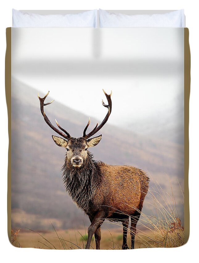 Glencoe Duvet Cover featuring the photograph Scottish Red Deer Stag - Glencoe by Grant Glendinning