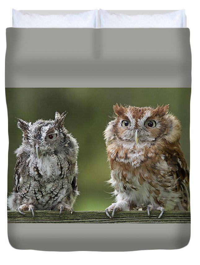 Screech Duvet Cover featuring the photograph Screech Owl Pair by Jack Nevitt