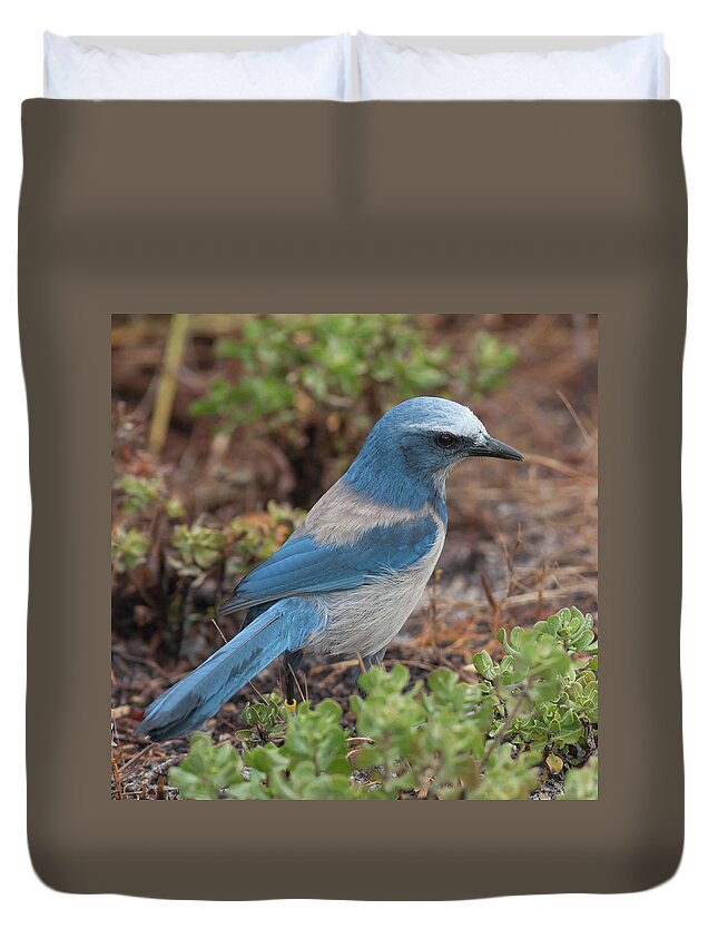 Florida Scrub Jay Duvet Cover featuring the photograph Scrub Jay Framed in Green by Paul Rebmann