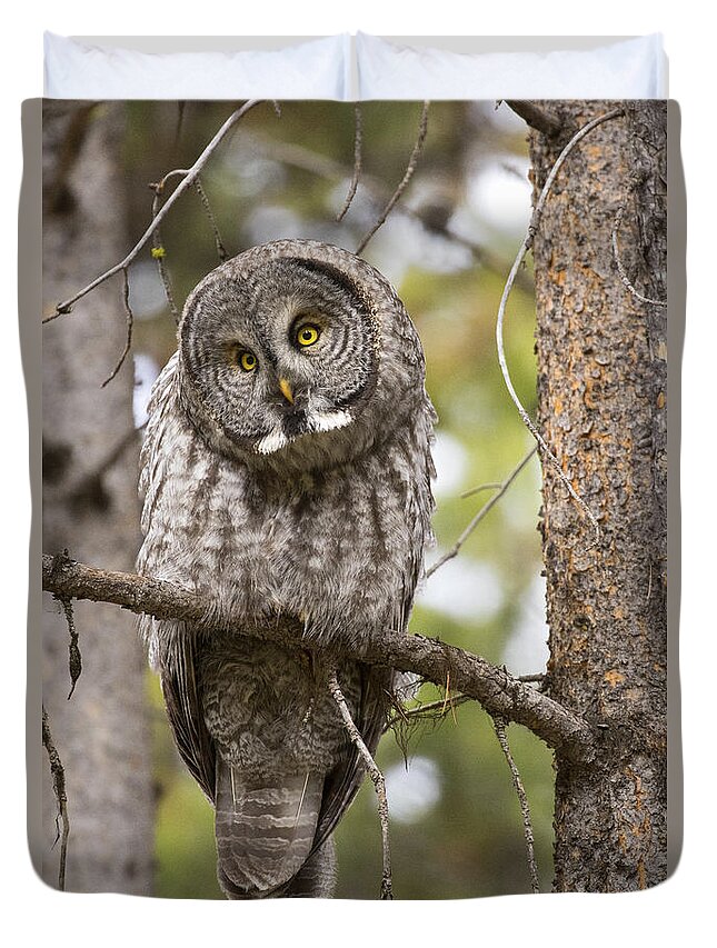 Great Gray Owl Duvet Cover featuring the photograph Scrutiny by Aaron Whittemore