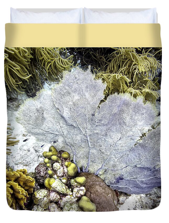 Sea Fan Coral Duvet Cover featuring the photograph Sea Fan Coral by Perla Copernik