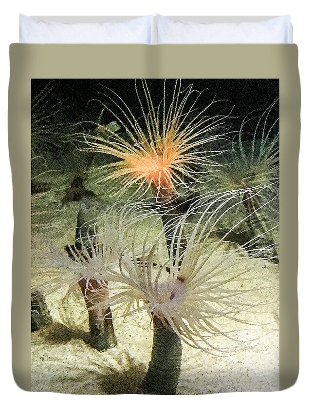  Sea Anemones Duvet Cover featuring the photograph Sea Flower by Daniel Hebard