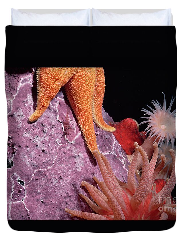 Mp Duvet Cover featuring the photograph Sea Star and Anemones Baffin Isl by Flip Nicklin