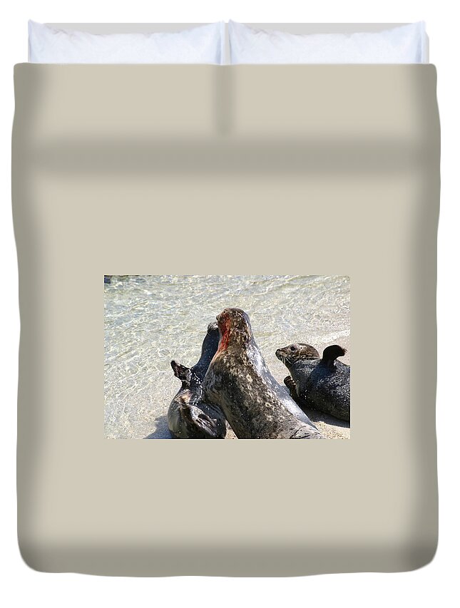 Seals Duvet Cover featuring the photograph Seal Fight by Anthony Jones