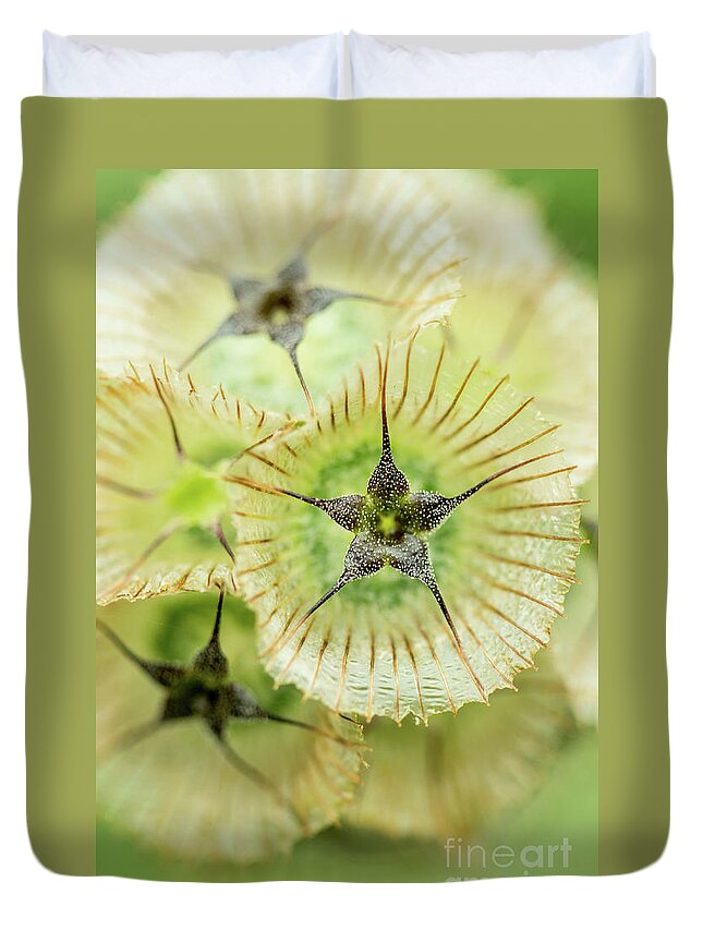Seedpod Duvet Cover featuring the photograph Seedpod Of Pincushion Flower by Mika Sato