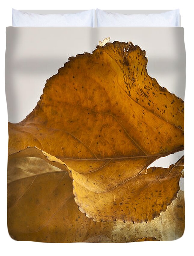 Poplar Leaf Duvet Cover featuring the photograph Seeing Double Autumn Leaf by Sandra Foster