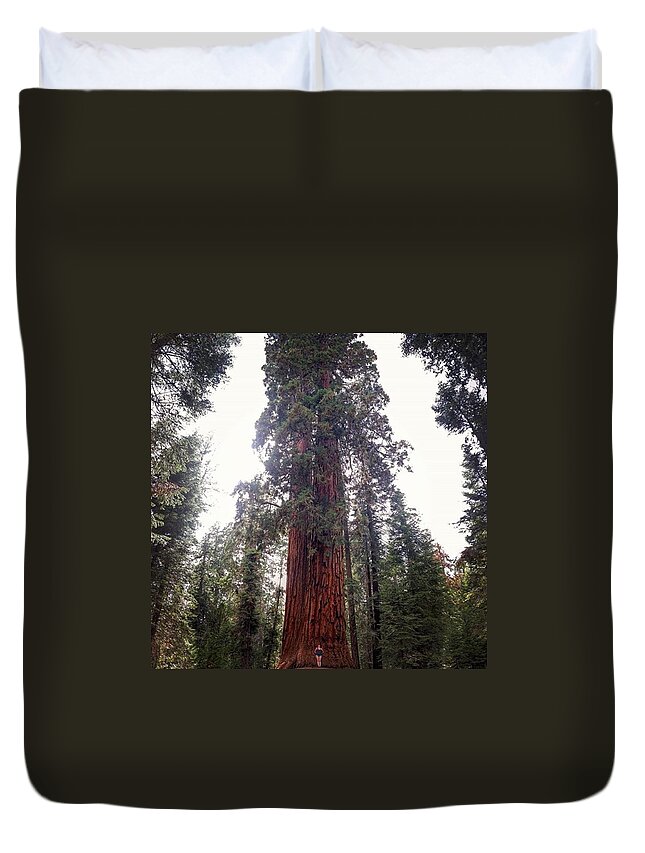 Trees Duvet Cover featuring the photograph Trail of 100 Giants by Ashley Loza