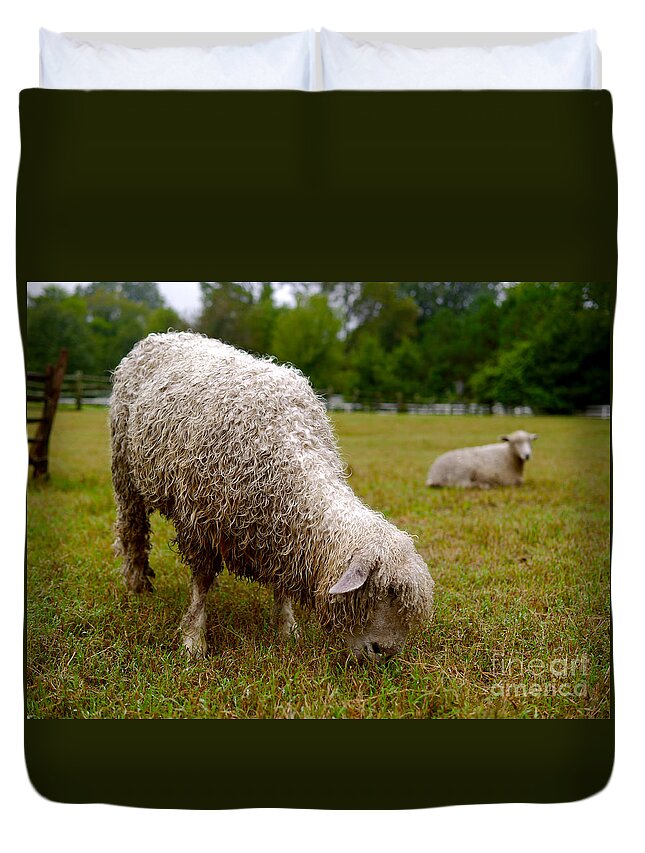 Sheep Duvet Cover featuring the photograph Sheep Begin a New Day by Lara Morrison
