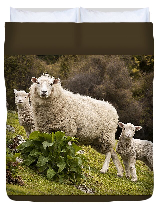 00479625 Duvet Cover featuring the photograph Sheep With Twin Lambs Stony Bay by Colin Monteath