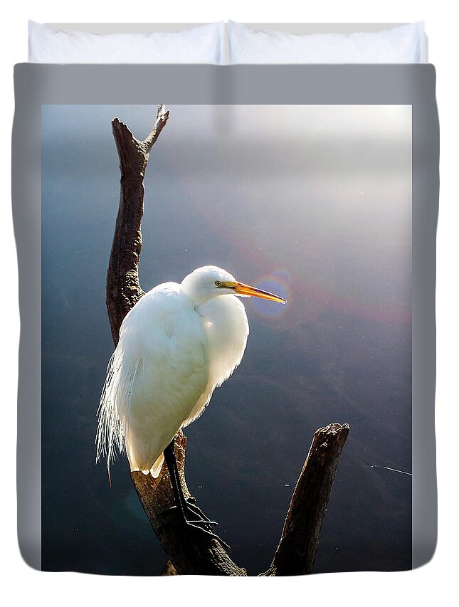 Great White Egret Duvet Cover featuring the photograph Shining Through by Norman Johnson