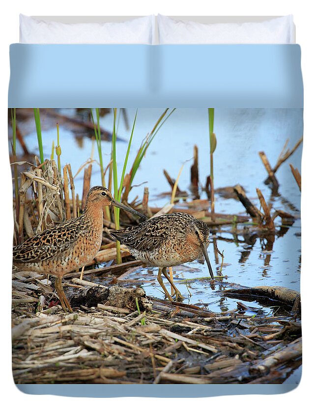 Gary Hall Duvet Cover featuring the photograph Short-billed Dowitchers by Gary Hall
