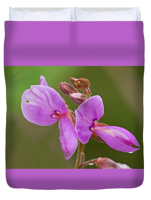 Desmodium Canadense Duvet Cover featuring the photograph Showy Tick Trefoil by Jim Zablotny
