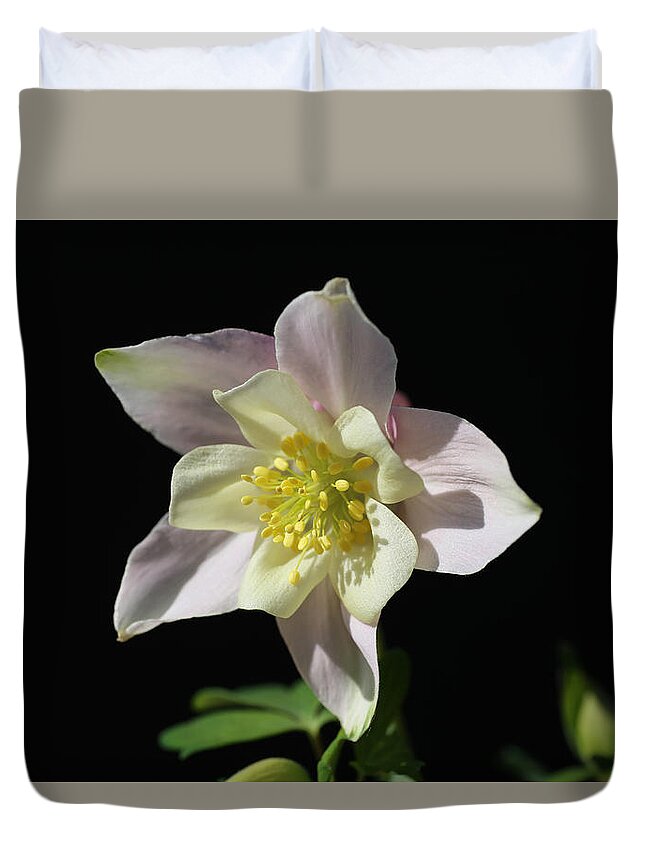Columbine Duvet Cover featuring the photograph Silky Soft Columbine by Tammy Pool