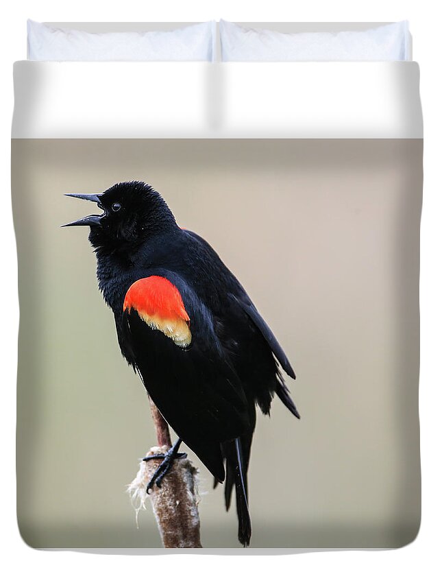 Sam Amato Photography Duvet Cover featuring the photograph Singing Red Wing Black Bird by Sam Amato
