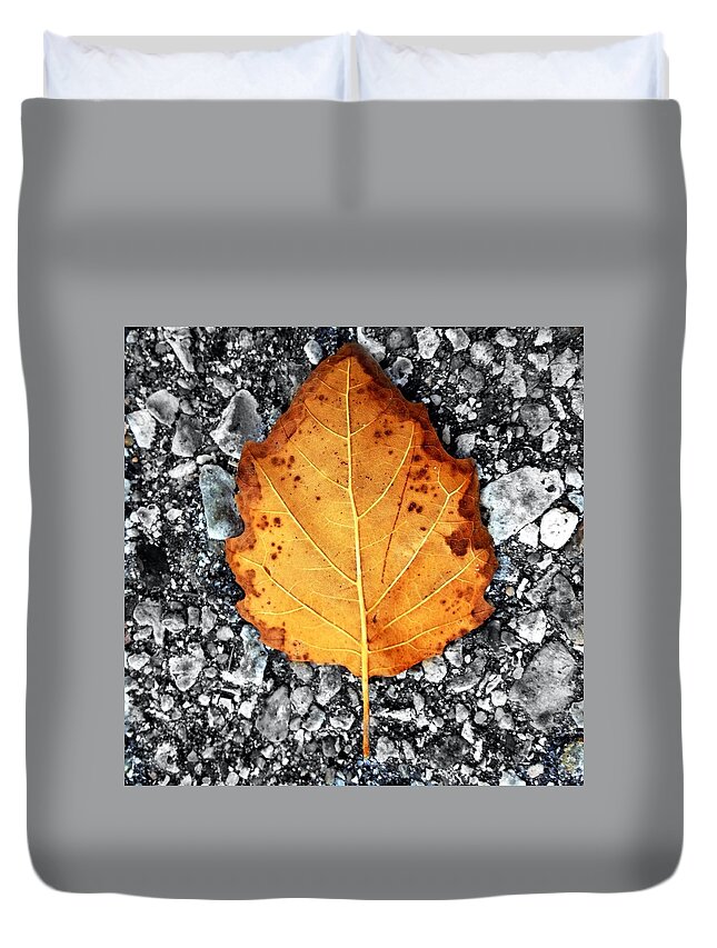 Scoobydrew81 Andrew Rhine Close-up Closeup Nature Botany Botanical Floral Flora Art Color Leaves Leaf Fall Autumn Tree Orange Color Colorful Color-splash Grey Ground Filter Detail Duvet Cover featuring the photograph Single Orange keaf 1 by Andrew Rhine
