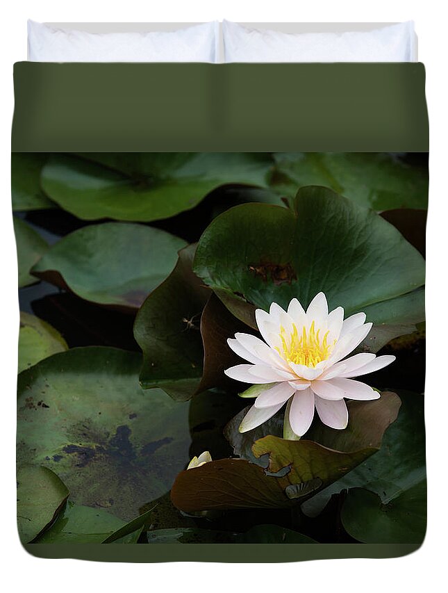 Bloom Duvet Cover featuring the photograph Single White Pristine Lotus Lily by Dennis Dame