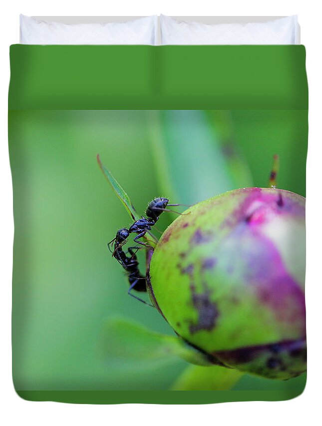 Camponotus Pennsylvanicus Duvet Cover featuring the photograph Sisters by Todd Bannor