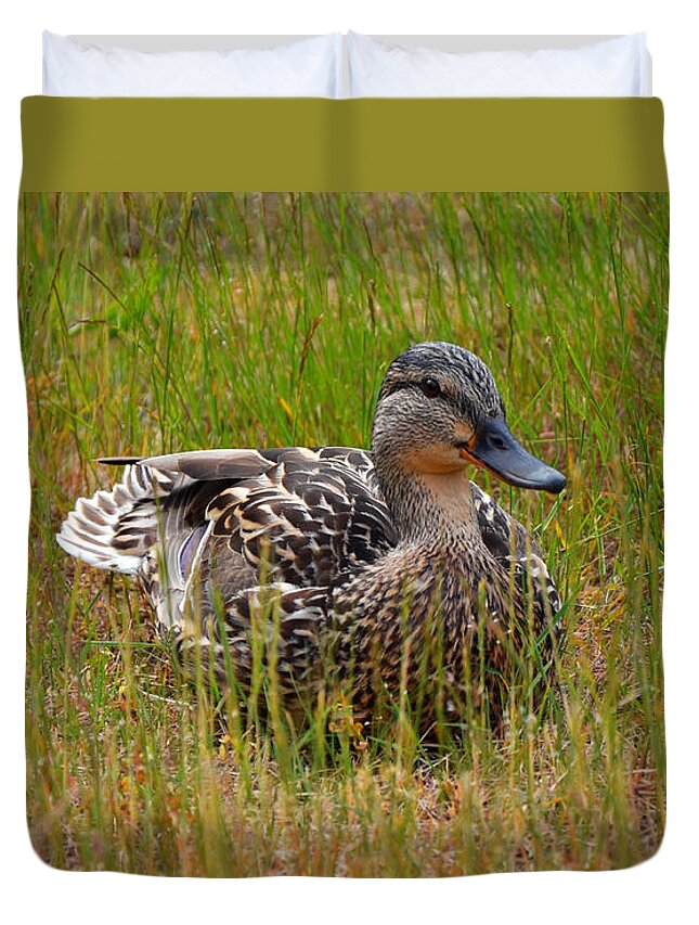 Duck Duvet Cover featuring the photograph Sitting Duck by Frank Larkin