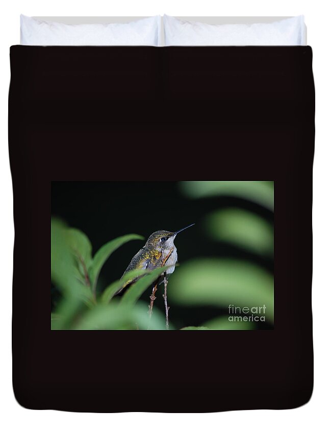 Hummingbird Duvet Cover featuring the photograph Sitting Pretty by Lori Tambakis