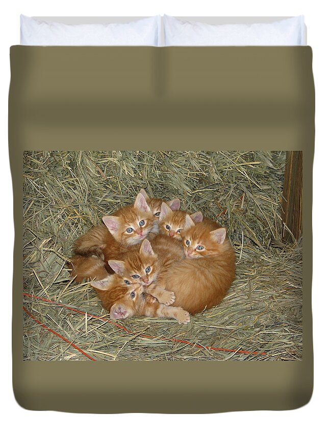 Kittens Duvet Cover featuring the photograph Six Kittens by Keith Stokes