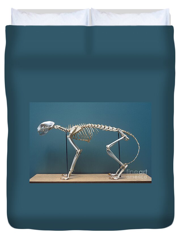 Skeleton Duvet Cover featuring the photograph Skeleton Of A Domestic Cat by John Kaprielian