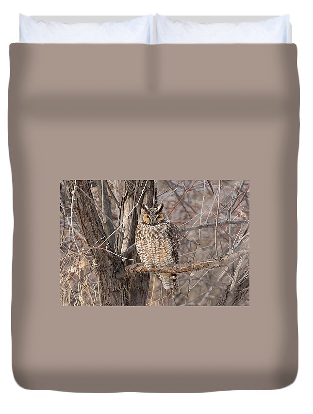 Owl Duvet Cover featuring the photograph Sleeping Long Eared Owl by Tony Hake