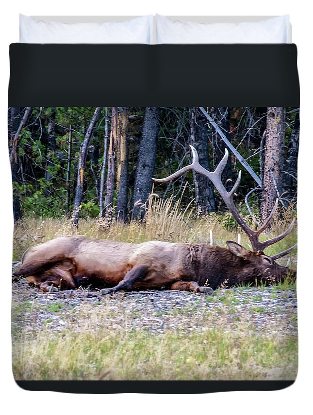 Jasper National Park Duvet Cover featuring the photograph Sleepy Elk 2009 03 by Jim Dollar