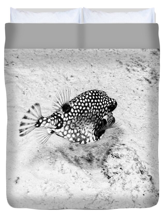 Smooth Trunkfish Duvet Cover featuring the photograph Smooth Trunkfish by Perla Copernik