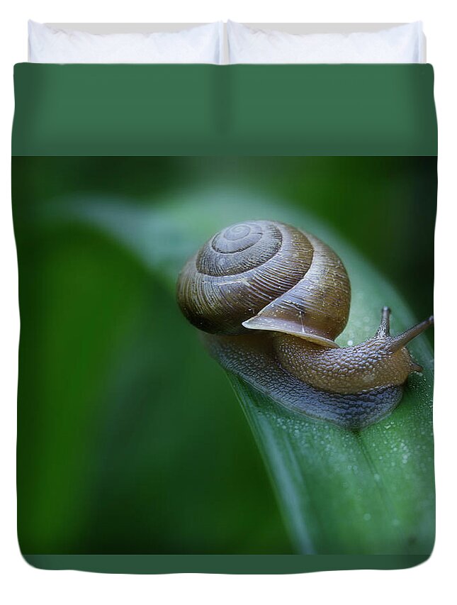 Snail Duvet Cover featuring the photograph Snail In The Morning by Mike Eingle