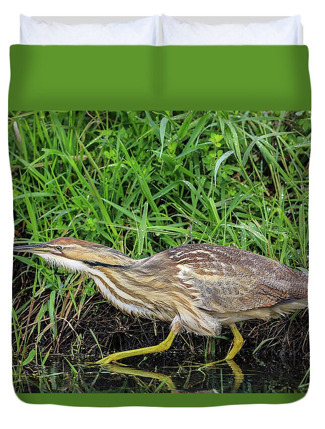 Sam Amato Photography Duvet Cover featuring the photograph Sneaking Bittern by Sam Amato