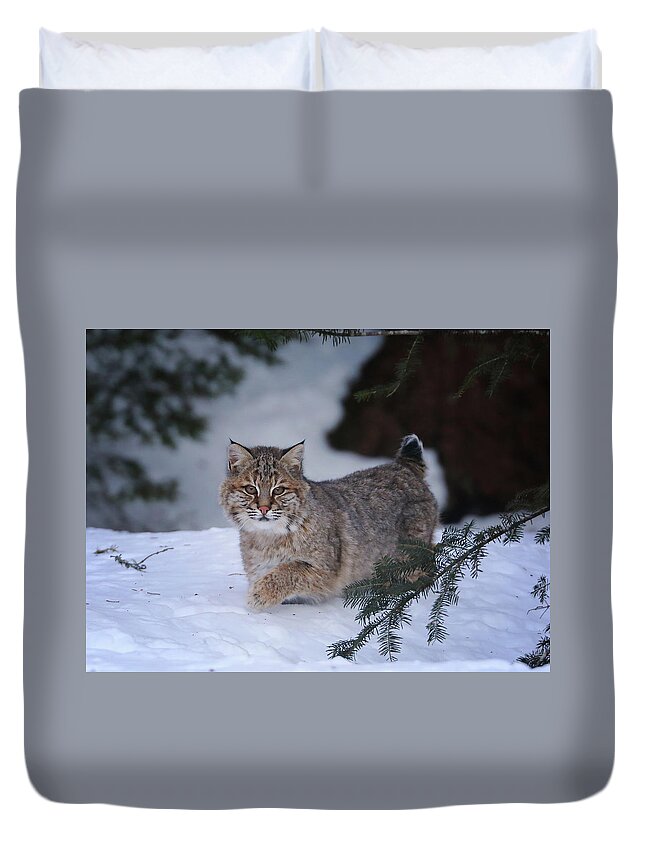 Bobcat Duvet Cover featuring the photograph Sneaking In by Duane Cross