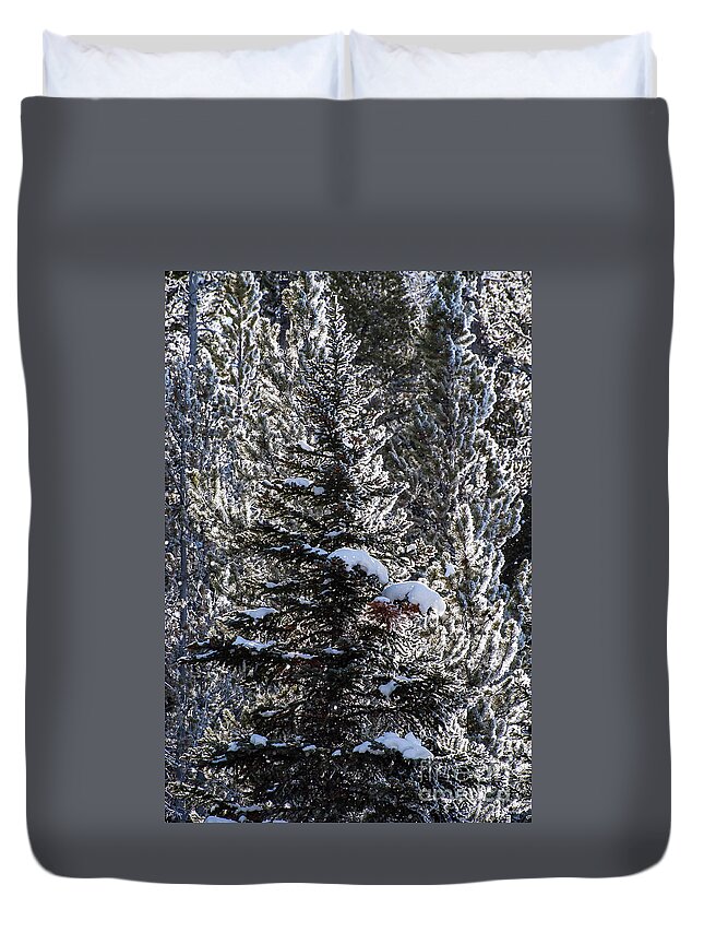 Yellowstone National Park Duvet Cover featuring the photograph Snow Flocked Pines One by Bob Phillips