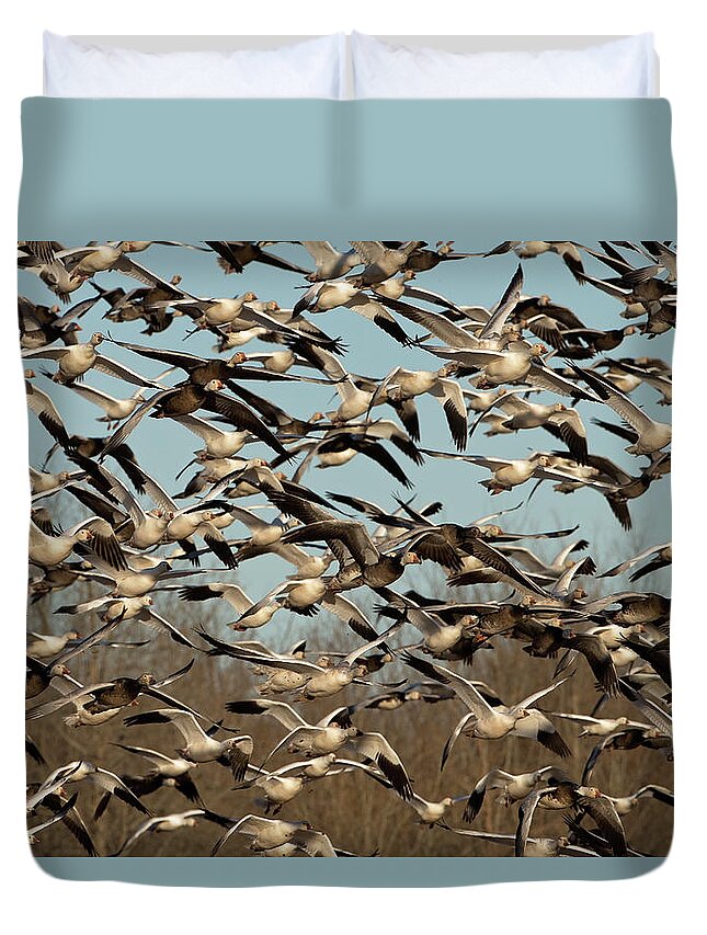 Snow Geese Duvet Cover featuring the photograph Snow Geese by Eilish Palmer