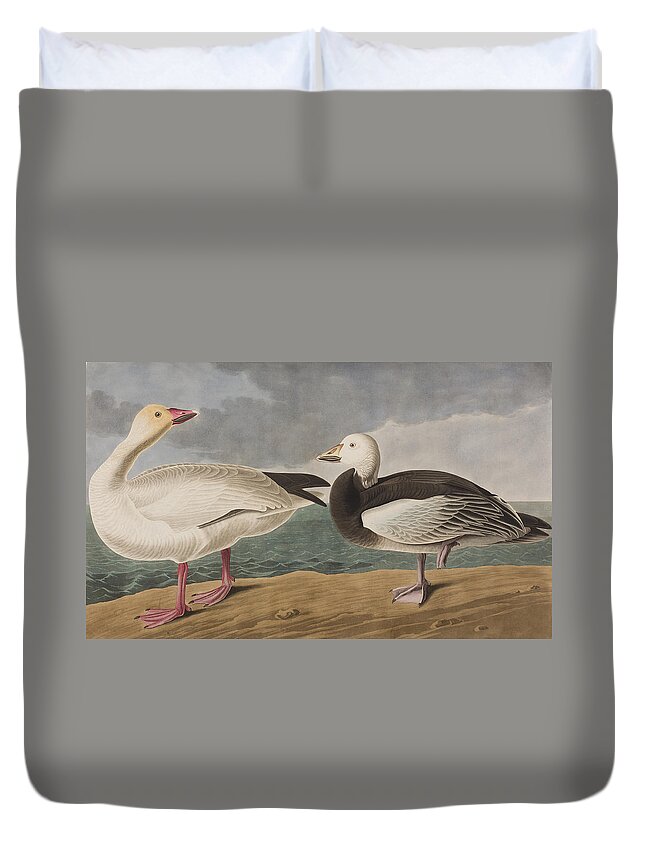 Snow Goose Duvet Cover featuring the painting Snow Goose by John James Audubon