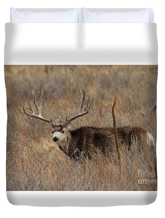 Mule Deer. Mule Deer Buck Duvet Cover featuring the photograph Snow Showers by Jim Garrison