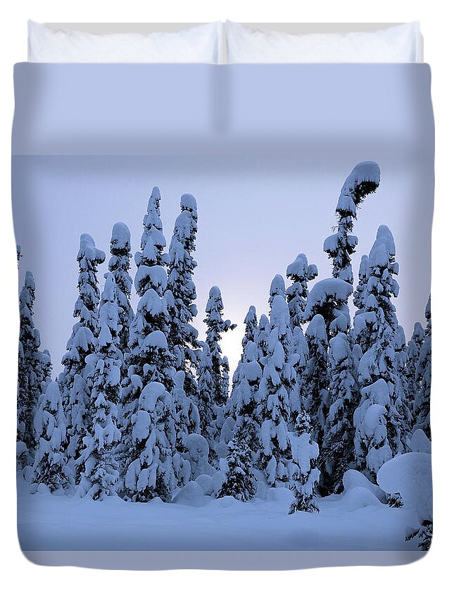 Alaska Duvet Cover featuring the photograph Snowy Black Spruce by Tim Newton
