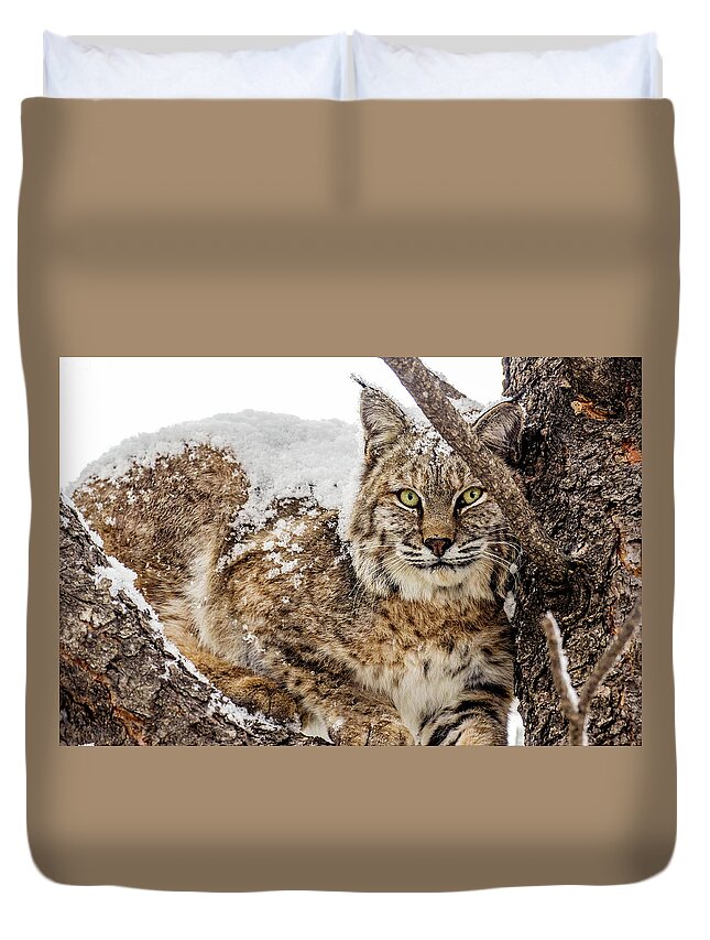 Categories Duvet Cover featuring the photograph Snowy Bobcat by Dawn Key